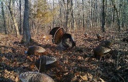 771 Red Rock Trail, Pocahontas, AR 72455