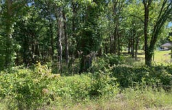 Housing Authority Drive, Mount Ida, AR 71957