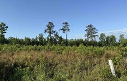 5 Acres Lot 2 Old Pee Dee Rd., Hemingway, SC 29554