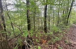 Lot 153 Bear Den Trl, Grandview, TN 37337