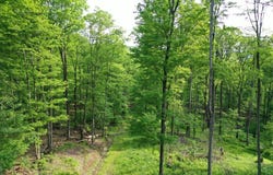 000 Canada Hollow Road, Millport, PA 16748