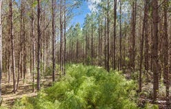 Willie Varnum Road, Cottonwood, AL 36301