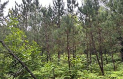 Lot 18 DADS LAKE RD, Eagle River, WI 54521