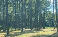 1500 MS-346, Ecru, MS 38841