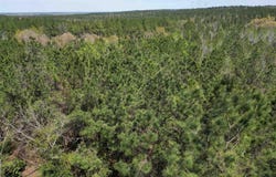 00 Dykestown Rd, Jay, FL 32565