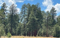 300 Hills Circle, Pagosa Springs, CO 81147