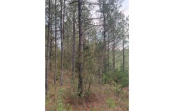 00 Virg Road, Preston, MS 39354