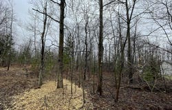 LOT 54 PINEVIEW DRIVE, MANCELONA, MI 49659
