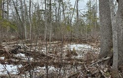000 PIONEER ROAD, HOMESTEAD TWP, MI 49640