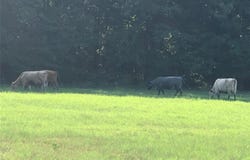 Tbd County Road 4612, Sulphur Springs, TX 75482