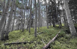 583 Crest Drive, Cimarron, CO 81220