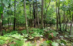 4756 N Ridge Road, Mears, MI 49436