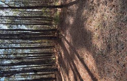 2018 Brewington Road, Manning, SC 29102