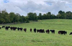 345 Boone Ridge Lane, Winchester, KY 40391