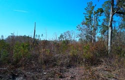 Big Joe Road, Monticello, FL 32344