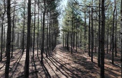 Salley Road, Salley, SC 29137