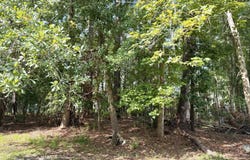 2204 Nelson Street, New Bern, NC 28562