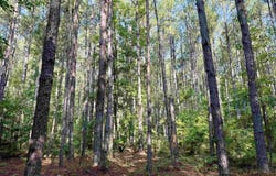 54.5 Acres Epps Rd., New Zion, SC 29111