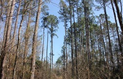 PID 3483 FM 83, Broaddus, TX 75929