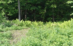 N4568 County Rd N, Frankfort Twp, WI 54721