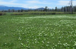 Highway 21 & Cow Camp Rd, Stanley, ID 83278