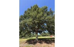 Willis Cotton Road, Summit, MS 39666