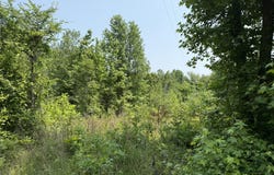 295 Co Rd 296, Bryant, AL 35958