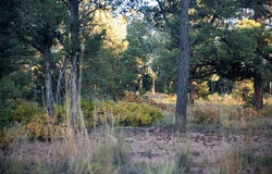 58 Silver Feather Trail, Pecos, NM 87552