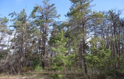 4489 Pine Road, Lewiston, MI 49756