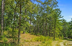 165 Oriole Dr, Brookeland, TX 75931