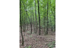 CR 489, Oxford, MS 38655