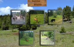 NHN Bugler Trail, Kila, MT 59920