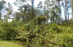 1207 Dayton Avenue, Lehigh Acres, FL 33972