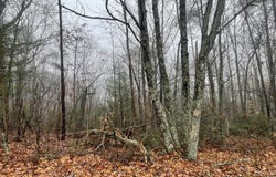 501 Browns Gap Road, Crossville, TN 38572
