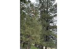 4 Sherwood Forest, Mayhill, NM 88339