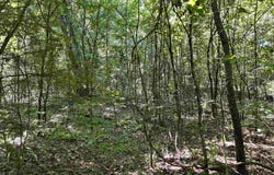 001-04468-000 CR 606, Mountain Home, AR 72653