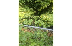360 Lower Bear Wallow Road Road, Dante, VA 24237