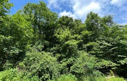 0 Youngs Hollow Road, Charleston, WV 25320