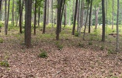 Crestview Rd lot: 96, Wirtz, VA 24184