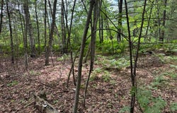 TDB Garden Dr, Siren, WI 54872