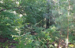 230 Crestridge Drive, Waynesboro, GA 30830