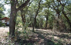 0 Walnut Road, Nocona, TX 76255