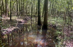 000 Pebble Cove Road, Abbeville, AL 36310