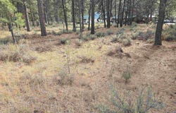 Hwy 21 Lots 8,9, Lowman, ID 83637