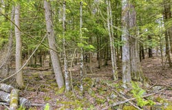 Tbd Boulder Brook Lot B10, Windham, NY 12496