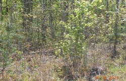 Tayberry Drive lot: 73, Nebo, NC 28761