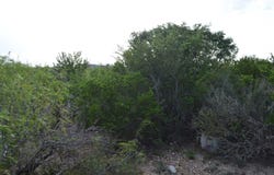 Los Centenarios lot: 92, Laredo, TX 78043