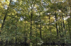 Porcupine Lake Road lot: 5, Long Lake, WI 54542