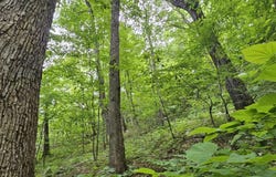 6+/- Acres County Road 250, Scottsboro, AL 35768