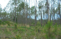 0 US 19 South, Perry, FL 32348